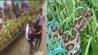 গোয়ালন্দে‌ মজলিশ পুর চরাঞ্চলে রাসেল ভাইপার সাপের আতঙ্ক