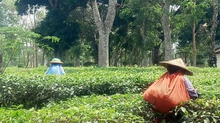 কমলগঞ্জে সামান্য বৃষ্টিতে প্রাণ ফিরেছে চা বাগানের