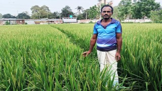 বীরগঞ্জের বিস্তীর্ণ মাঠজুড়ে চলছে ইরি-বোরো চাষ