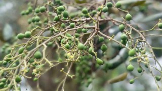 ঘাটাইলে বিলুপ্তির পথে জনপ্রিয় দেশিফল ‘আনাই’