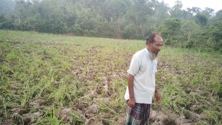 শেরপুরে পাহাড়ি অঞ্চলে বন্যহাতি খেয়ে যাচ্ছে কৃষকের আবাদি আধাপাকা ধান