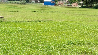 ফরিদপুর অঞ্চলে বৃষ্টিতে পাট ধান সবজির বাম্পার ফলনের আশা, কৃষকদের মুখে হাসি