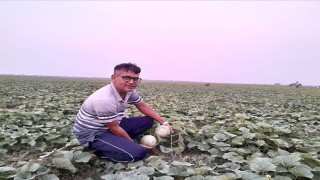 মরুভূমির ফল বাংলার মাঠে: পাইকগাছার শান্ত সাম্মাম চাষে নতুন দিগন্ত
