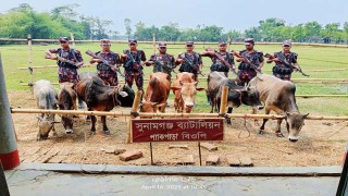 সুনামগঞ্জে ২ দিনে বিজিবি'র অভিযানে ২১ ভারতীয় গরু আটক