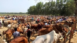 চোরাই গরুর অনুপ্রবেশ  ৩ বছরে রামুর গর্জনিয়া বাজারের দাম বেড়েছে ১০ গুন: ক্ষতিগ্রস্ত প্রান্তিক চাষী
