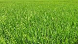 ঘোড়াঘাটের বিস্তৃর্ণ মাঠ এখন সবুজের সমারোহ