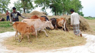 আধুনিকতার র্স্পশে বিলুপ্ত গরু দিয়ে ধান মাড়াই