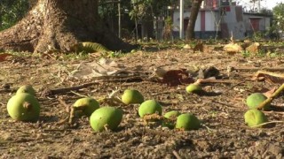 গোদাগাড়ীসহ উত্তরাঞ্চলে তীব্র তাপপ্রবাহে ঝরছে আমের গুটি; শঙ্কায় চাষিরা