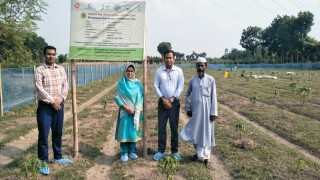 ভাগ্য পরিবর্তনে বিদেশে গিয়েও ভাগ্য দেবতা প্রসন্ন হয়নি হাসান আলীর