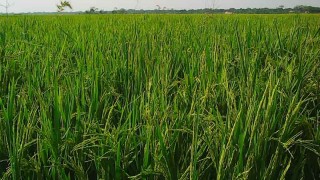 বরিশালে ১৮ লাখটন বোরো চাল ঘরে তুলতে শতভাগ আবাদ সম্পন্ন