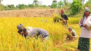 বোরো কাটার উৎসবে কৃষকেরা, ঘরে তুলছে সোনালী স্বপ্ন
