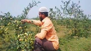 কুমিল্লায় বড়ই চাষে ভাগ্য ফিরেছে ইউনুছের