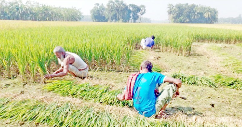 লক্ষ্মীপুরে কাঁচাগাছ কেটে ফেলছেন কৃষকরা 