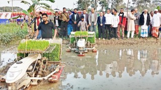 মেশিনে বোরো ধান রোপণ বাড়বে ফলন বাঁচবে সময়