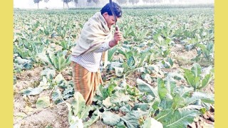 ফুলকপি উৎপাদন খরচ ১৫ টাকা বিক্রি ৫ টাকা সাটুরিয়ায় মাঠেই কেটে ফেলে রাখছে চাষিরা