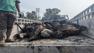 বাসের লকারে থাকা অর্ধশতাধিক ছাগল আগুনের তাপে ঝলসে মারা গেল