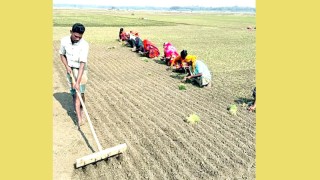 আলফাডাঙ্গায় হালি পেঁয়াজের চারা রোপনের ধুম পড়েছে