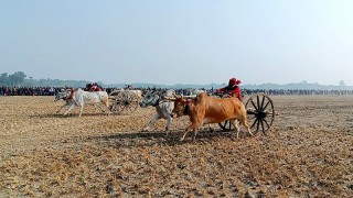 গরুর গাড়ির দৌড় প্রতিযোগিতায় উৎসবের আমেজ