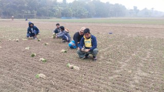 শীতে বিপর্যস্ত ফরিদপুরের সালথা, দেখা মিলছে না সূর্যের