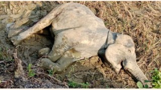 টেকনাফের গভীর অরণ্যে এক বন্য হাতির বাচ্চা প্রসবের সময় মা হাতির মৃত্যু, শাবক উদ্ধার