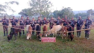 সীমান্ত দিয়ে পাচারকালে ৭টি ভারতীয় গরু জব্দ