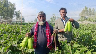 চিলমারীতে বেগুন চাষে বাজিমাত কৃষক রবিউলের