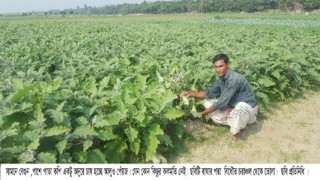 বাঘার বিস্তীর্ণ চরাঞ্চলে উৎপাদন হচ্ছে সবজিসহ বিভিন্ন ফসল