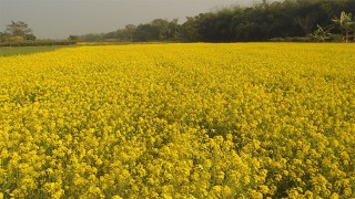 হলুদ রঙে সেজেছে ক্ষেত