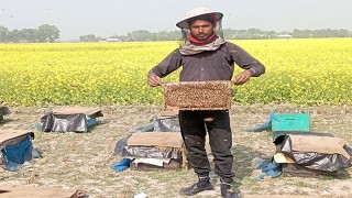 মাগুরায় সরিষা ক্ষেতে মৌমাছির মাধ্যমে মধু আহরণ জনপ্রিয় হচ্ছে