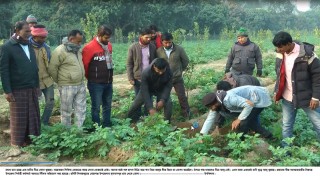 বীজ সরবরাহে প্রতারণা উপরে সুন্দর গাছে আলু ফলন নেই