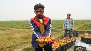 ভেজাল টমেটো বীজে সিলেটে সর্বনাশ কৃষকদের