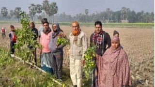 কালীগঞ্জের পল্লীতে টমেটো, বেগুন ও সবজিসহ বিভিন্ন গাছ নিধন করেছে দুর্বৃত্তরা