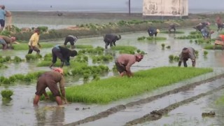 ৩৯ হাজার ৯৯৬ হেক্টর জমিতে বোরো আবাদ উৎপাদন হবে ১ লাখ ৭৮ হাজার ৭৪ মেট্রিক টন চাউল