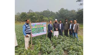 টঙ্গীবাড়ীতে হল্যান্ডের ড্যানিসপো কোম্পানির বীজ আলুর গাছ পরিদর্শনে ইউএনও