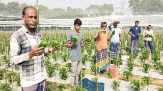 সম্ভাবনাময় ফসল ক্যাপসিকামে কৃষকের ভাগ্য বদলের চেষ্টা