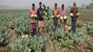 কচুয়ায় ফুলকপির ভালো ফলনেও লাভের মুখ দেখছে না কৃষকরা