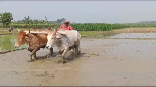 চুয়াডাঙ্গায় দেশের সর্বনিম্ন  তাপমাত্রা ৯ দশমিক ৬ ডিগ্রী সেলসিয়াস