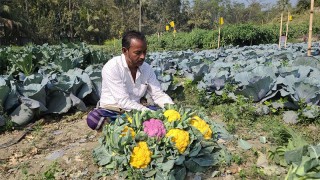 কৃষক জামালের ক্ষেতে রঙিন ফুলকপি, উদ্বুদ্ধ হচ্ছে অন্য কৃষকরাও