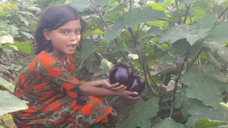 গোয়ালন্দে পার্পল স্টার ও পার্পল বল বেগুনের এর বাম্পার ফলন