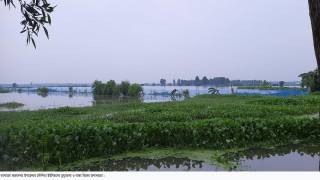 যশোরের ভবদহের জলাবদ্ধতায় দুই হাজার হেক্টর জমিতে বোরো চাষ অনিশ্চিত