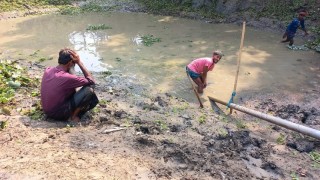 সালথায় রাতের আঁধারে কৃষকের পুকুরে বিষ প্রয়োগ করে মাছ নিধন