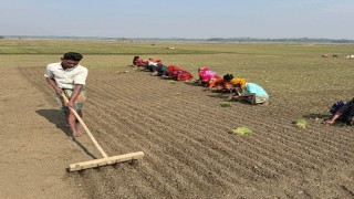 আলফাডাঙ্গায় হালি পেঁয়াজের চাড়া রোপনের ধুম পড়েছে