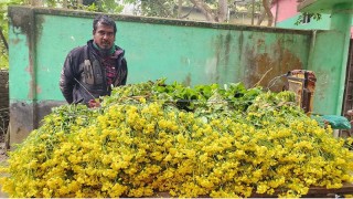 বাড়তি লাভের আশায় সরিষার ফুল কেটে সবজি হিসেবে বিক্রি