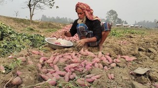 গারো পাহাড় সীমান্তাঞ্চলে উৎপাদিত মিষ্টি আলু যাচ্ছে জাপানে