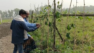 গাছের সঙ্গে এ কেমন শত্রুতা