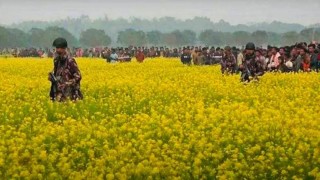 সীমান্তে কাঁটাতারের বেড়া নির্মাণ বন্ধ রাখার সিদ্ধান্ত বিএসএফের