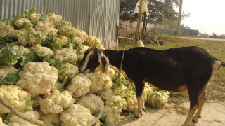 পাবনায় ছাগলকে খাওয়ানো হচ্ছে ফুলকপি