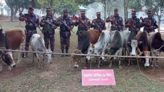 হালুয়াঘাটে চোরাচালানের সময় ভারতীয় জিরা ও গরু আটক করেছে বিজিবি