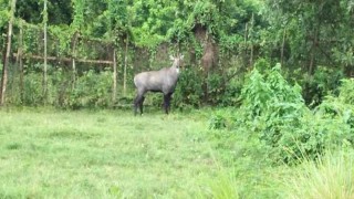 সাফারি পার্কের দেয়াল টপকে পালিয়ে গেল নীলগাই