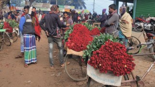 যশোরের গদখালীতে ৩৫ বছরের ফুল ব্যবসা কেড়ে নিয়েছে বিএনপি